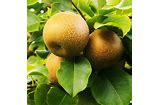 Asian Pear Tree (Shinglo)