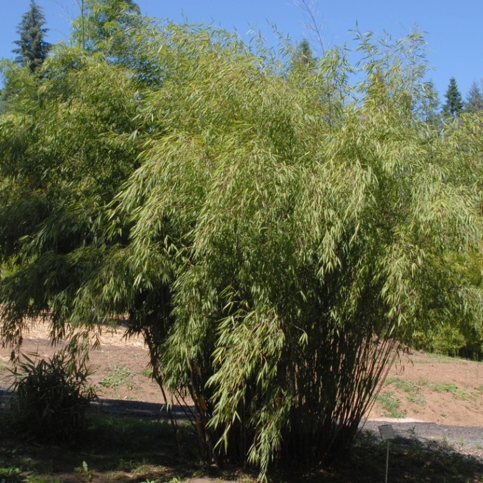 Clumping Bamboo (Scabrida)