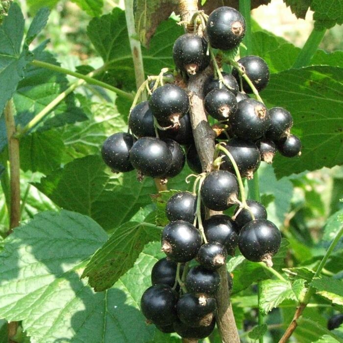 Black Currant (Ben More)