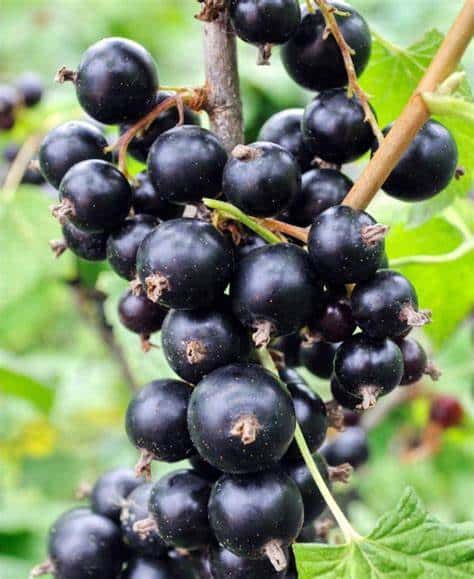Black Currant (Risager)