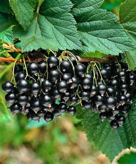 Black Currant (Titania)