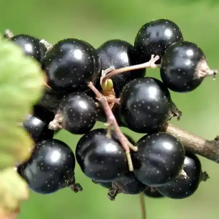 Black Currant (Belaruskaja)
