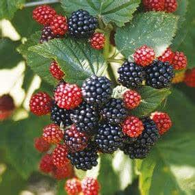 Blackberry (Baby Cakes)