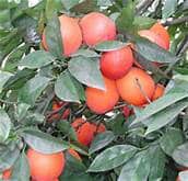 Blood Orange (Bream Tarocco Blood)