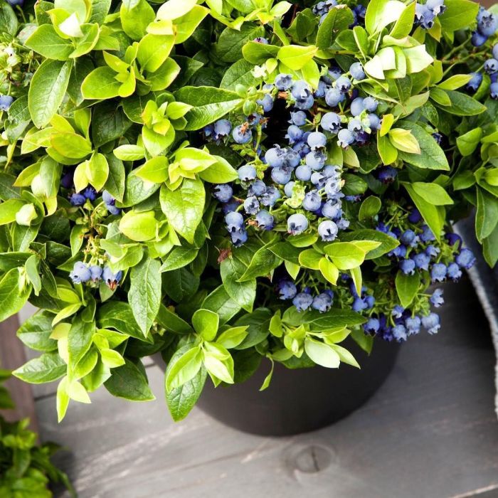 Blueberry (Jelly Bean)