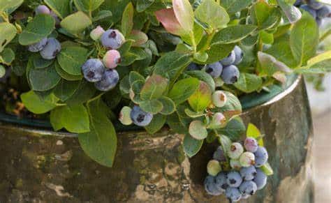 Blueberry (Pink Icing)