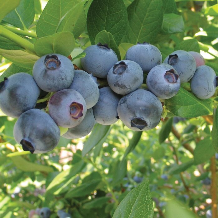 Blueberry (Rebel)