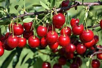 Bush Cherry (Crimson Passion)