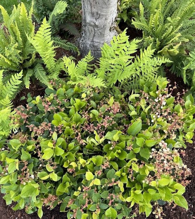 Salal (Cascade Carpet)