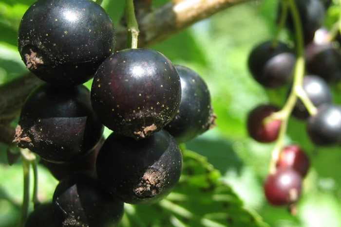 Black Currant (Tahsis)