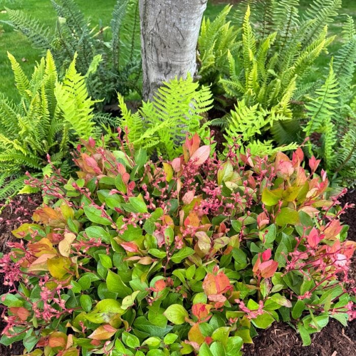 Salal (Cascade Sunrise)