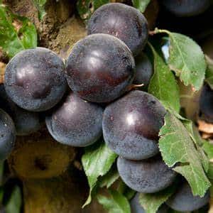 Cherry Plum Tree (Sprite)