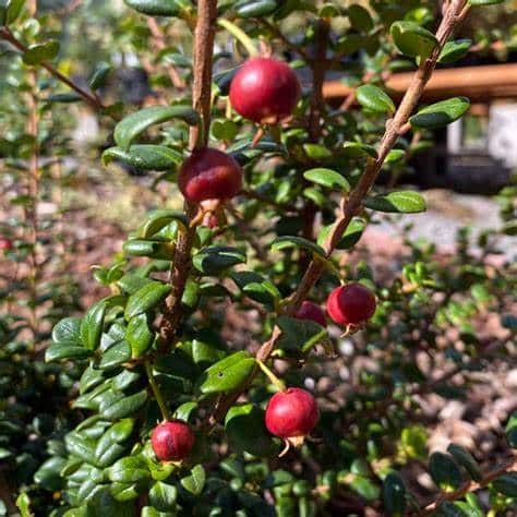 Chilean Guava (Villarica Strawberry)