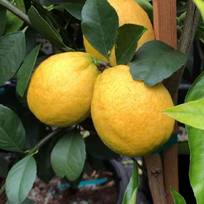 Lemon (New Zealand Lemonade)