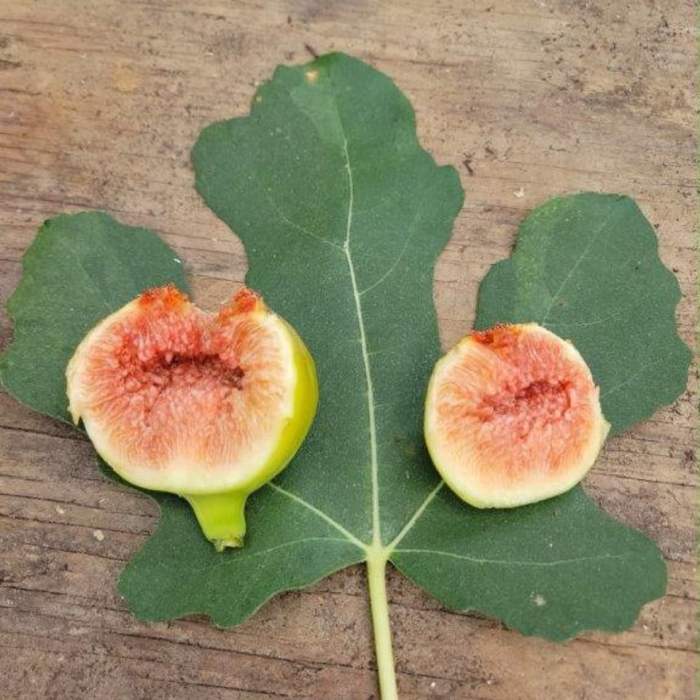 Fig Tree (C's Red)