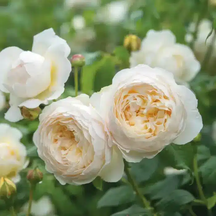 David Austin (Claire Austin)