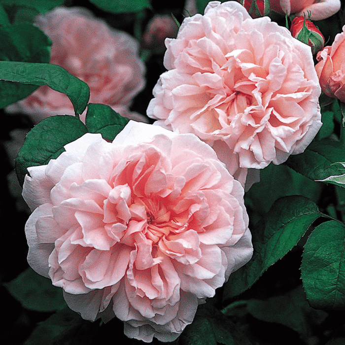 David Austin (Eglantyne)