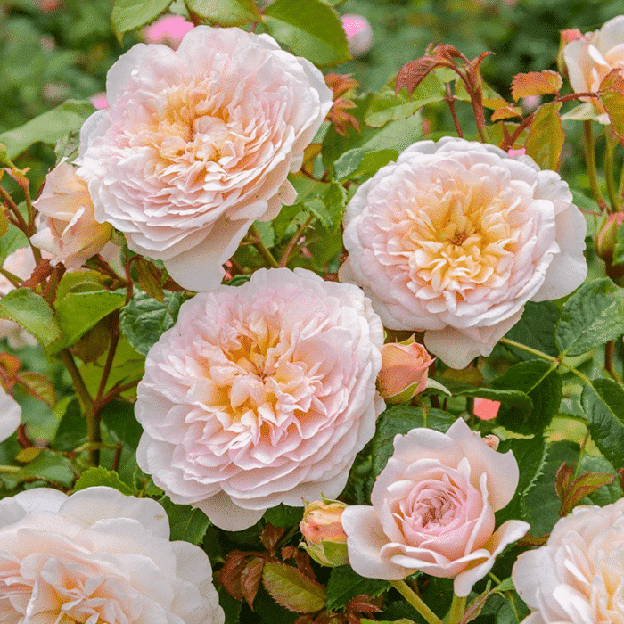 David Austin (Emily Bronte)