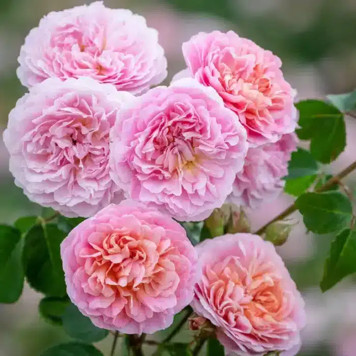 David Austin (Eustacia Vye)