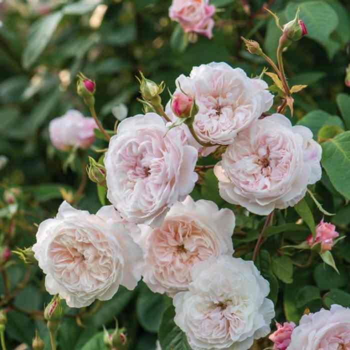 David Austin (The Albrighton Rambler)