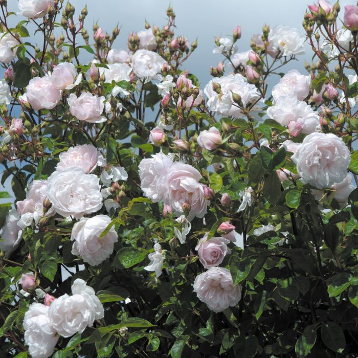 David Austin (The Generous Gardner)