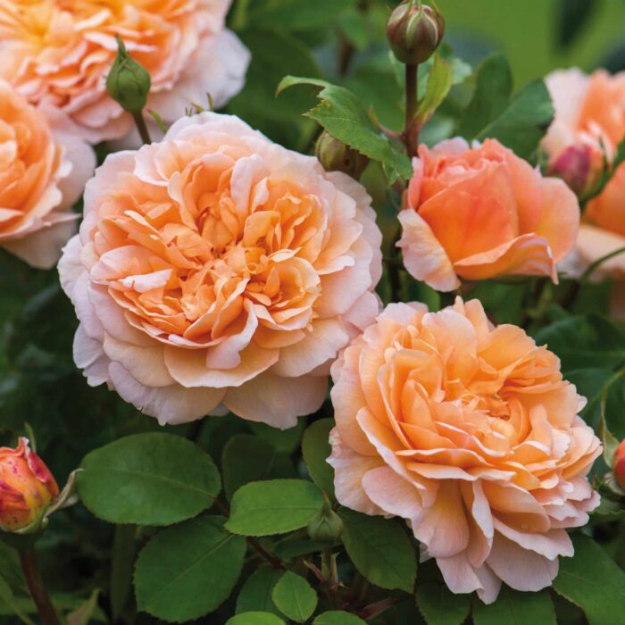 David Austin (The Lady Gardener)