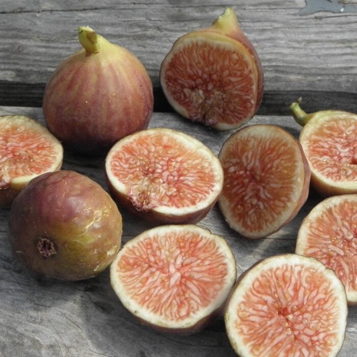 FIg Tree (Florea)