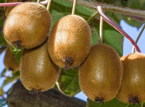 Fuzzy Kiwi Plants (Both Male and Female)