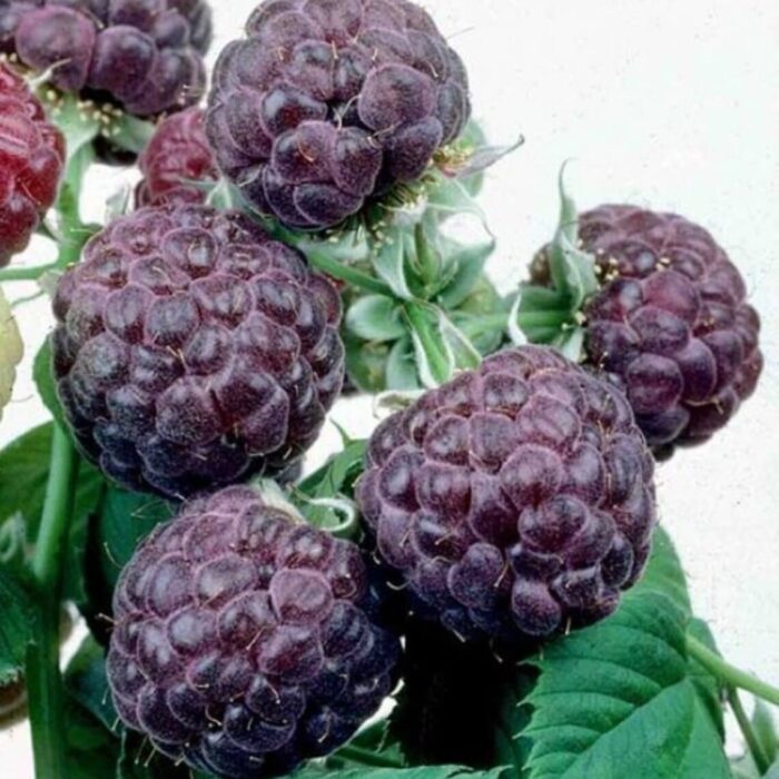 Purple Raspberry (Glencoe)