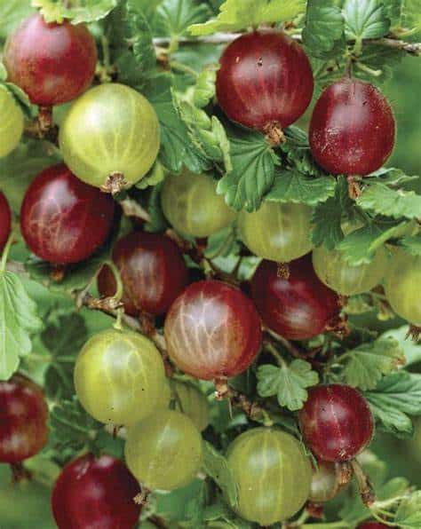 Gooseberry (Poorman)