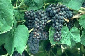 Grape (Black Monukka)