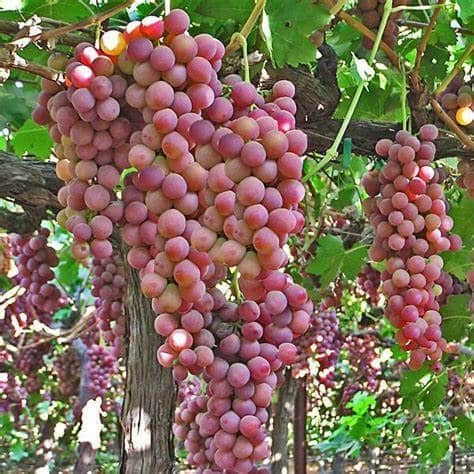 Grape (Flame Seedless)