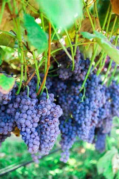 Grape Vine (Thomcord)