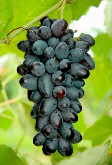 Grape Vine (Faith)