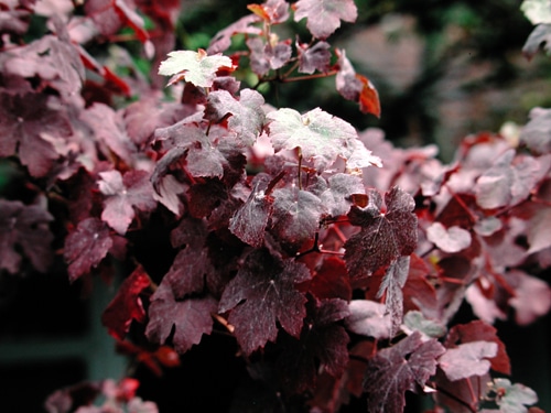Grape Vine (Purple Leaf Purpurea)