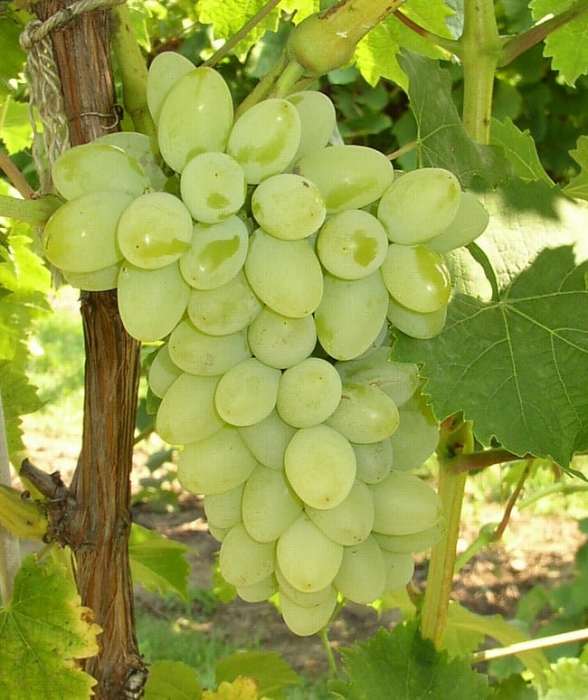 Grape Vine (Remaily White Seedless)