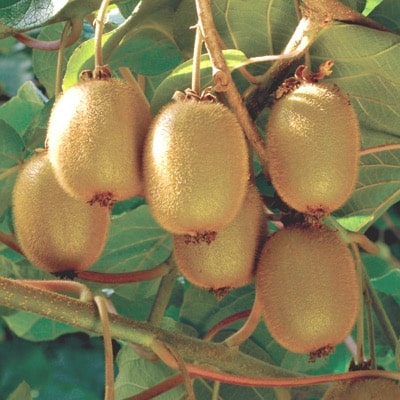 Fuzzy Kiwi (Hayward)