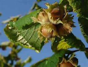 Hazelnut (Sacajawea)