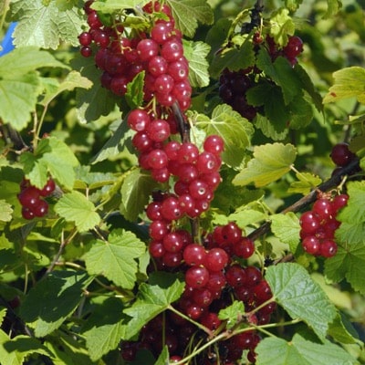 Red Currant (Heros)