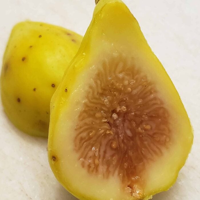 Fig Tree (LSU Champagne)