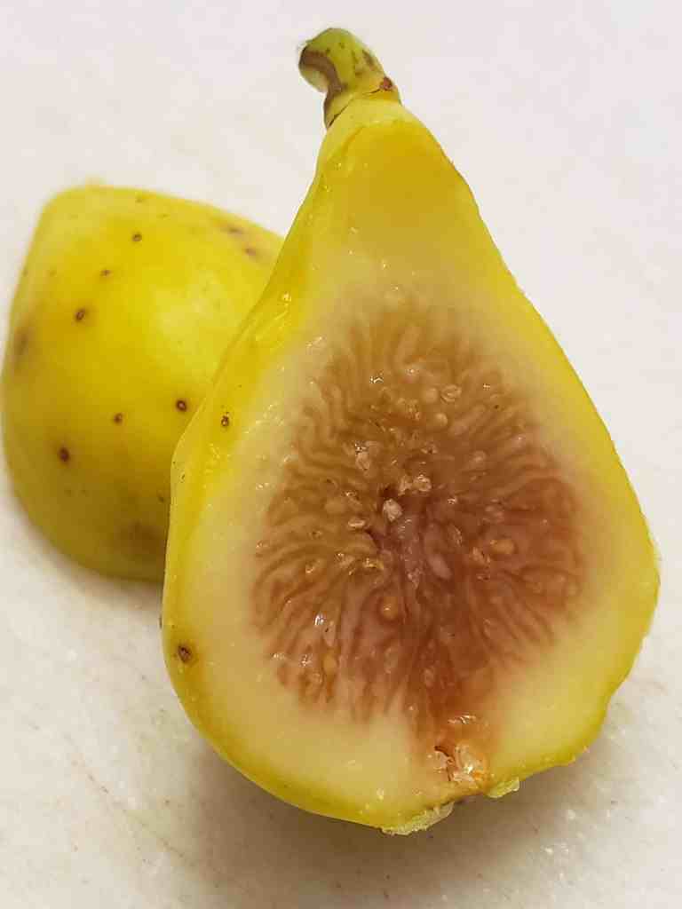 Fig Tree (LSU Champagne) | Figs (2026 Arrivals)