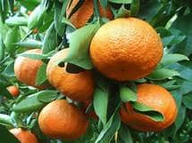 Mandarin (Shasta Gold)