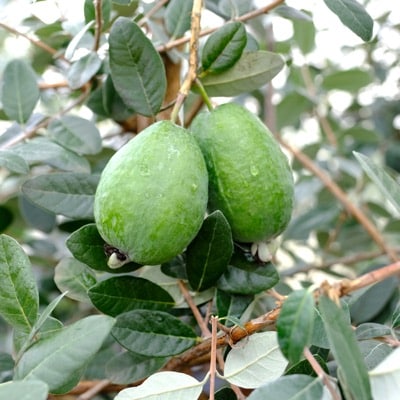 Pineapple Guava (Marion)