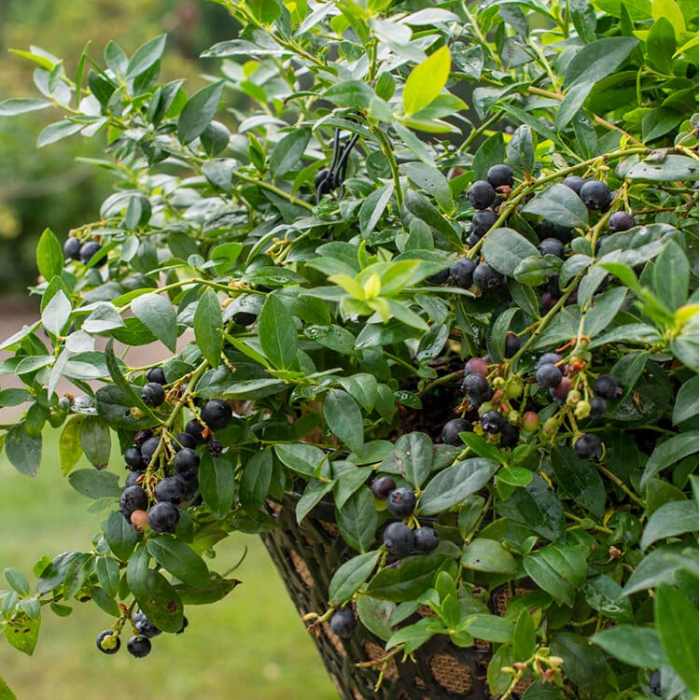 Blueberry (Midnight Cascade)