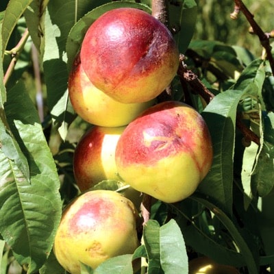 Nectarine Tree (Morton)