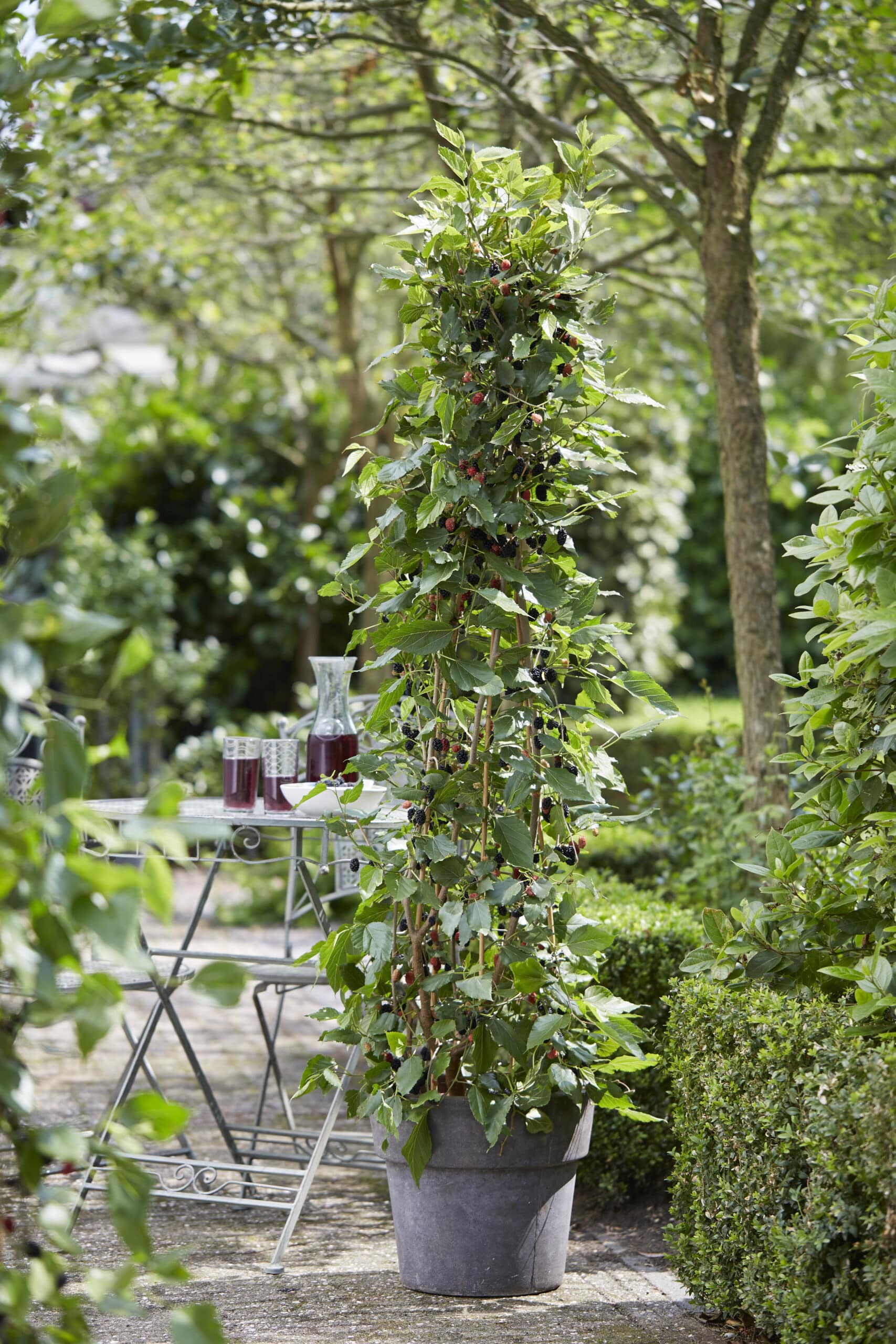 Mojo Berry® Mulberry | True Dwarf Fruiting Mulberry