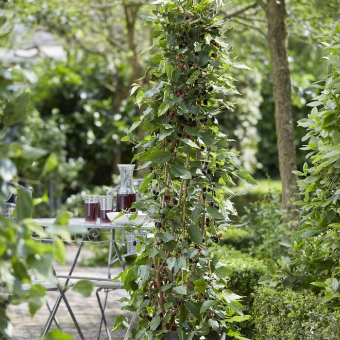 Mulberry (Mojo Berry)