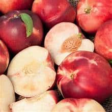 Nectarine Tree (Arctic Babe) Miniature