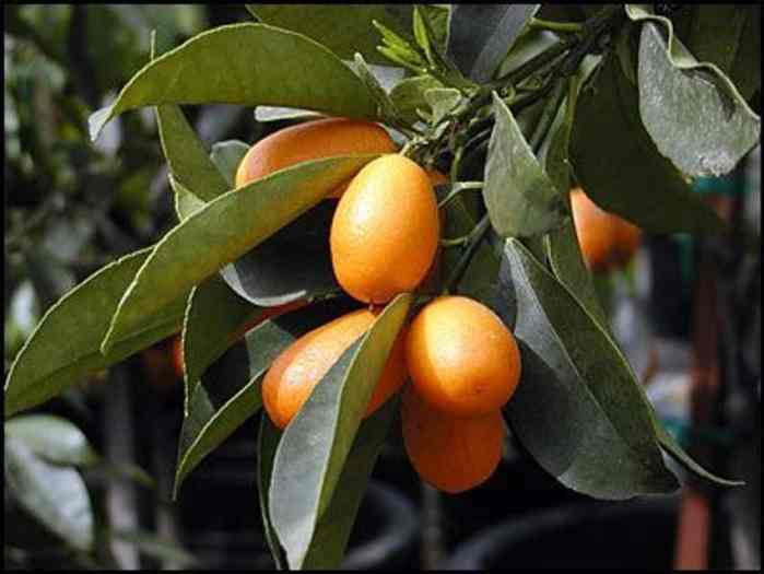 Kumquat (Nordman Seedless)