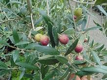 Olive Tree (Maurino)